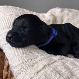 Boy 5 - Royal Blue Collar - Black male Giant Schnauzer puppy in St George, Utah from Schnauzer Ranch