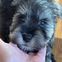 Archie (docked tail) - Salt and pepper male Miniature Schnauzer puppy in Hull, Georgia from Ardent Miniature Schnauzers of Athens