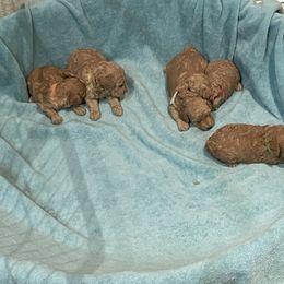 Pekingese and Poodle Puppies from Dogs lovers