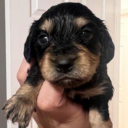 Jasper - Black and tan male Dachshund puppy in Miami, Florida from Maitime Dachshund