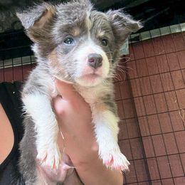 Tri silver boy - Tri-color male Border Collie puppy in Grapeview, Washington from Athena’s Collies