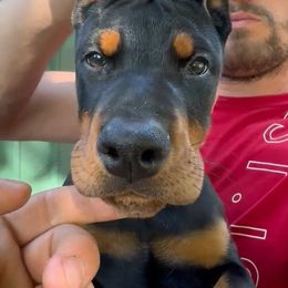 Gray Collar Girl - Black and rust female Doberman Pinscher puppy in Stow, Ohio from Imperium Dobermann Kennel