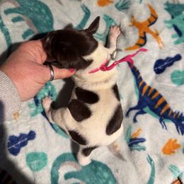 Pink - Liver and white female German Shorthaired Pointer puppy in Jackson, Georgia from Rosengrace Gsps (formerly Tiner GSP’s)