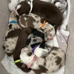 Australian Shepherd puppies from Wylie Mini Aussies