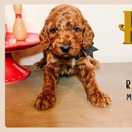 Ron - Red  male Goldendoodle puppy in Hilton, New York from The House of Goldendoodle