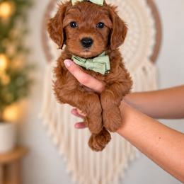 Braeburn - Red  female Goldendoodle puppy in Norcross, Georgia from Teddy Puppies