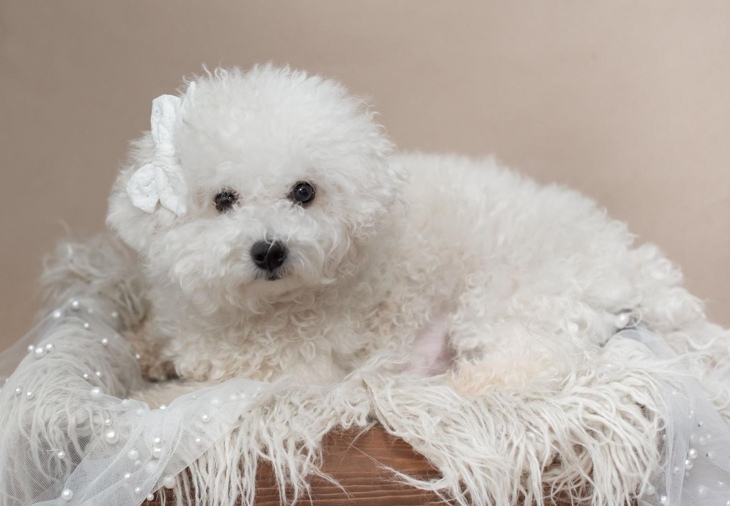 Bichon laying in a fancy bed