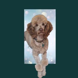Poodle All Grown Up from Creek Side Kennels