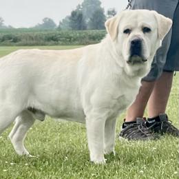 Sarge - Labrador Retriever