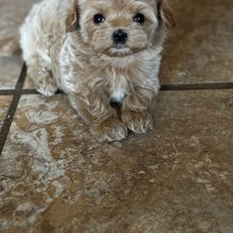Cavapoo, Maltipoo, and Poodle Puppies from McCraws N Paws