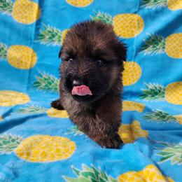 Gasket - Sable male German Shepherd puppy in Los Lunas, New Mexico from Mali's German Shepherds LLC