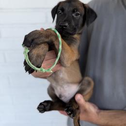 Constant - Mahogany male Belgian Malinois puppy in Deerfield Beach, Florida from vd Hunde der neuen Äre