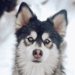 Maple - Pomsky
