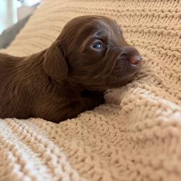 Missy - Chocolate female Dachshund puppy in Piedmont, Oklahoma from Jess’s Dachshunds