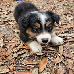 Magnolia - Black tri female Miniature Australian Shepherd puppy in Dunnellon, Florida from Ever After Mini Aussies