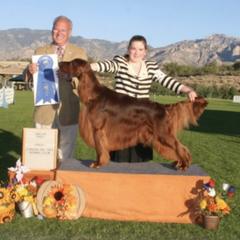 Irish Setters from Cairncross Irish Setters