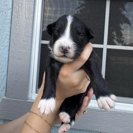 Captain - Black & white male Australian Shepherd puppy in San Tan Valley, Arizona from SJR AUSSIES