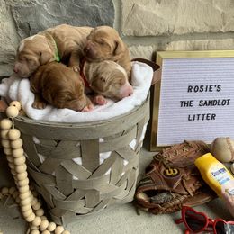 Goldendoodle Puppies from Dapper Doodles of Tennessee