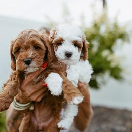 Cavapoo Puppies from Mustard Seed Doodle Co.