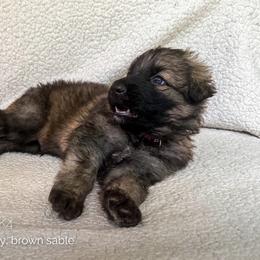 Happy (Red) - Fawn sable male Shiloh Shepherd puppy in Vancouver, Washington from North By Northwest Shilohs “NBN”