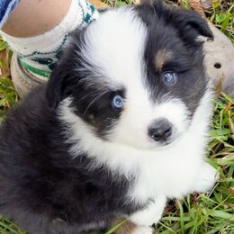 Toy Australian Shepherds from Doe-Trails Toy Aussies