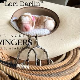 Lori Darlin - Lemon and white female English Springer Spaniel puppy in Steele, Alabama from Cove Acres Springers