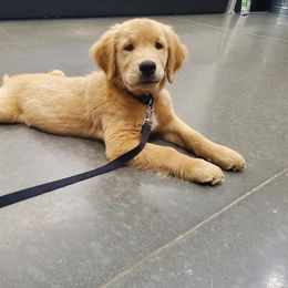 Golden Retriever Puppies from Arkansas River Golden Retrievers