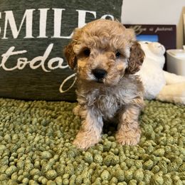 Poodle and Yorkshire Terrier Puppies from Keystone Poodles