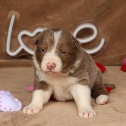 Tibbs - AKC Reg - Lilac male Border Collie puppy in Courtland, Alabama from C Bar C Ranch Border Collies