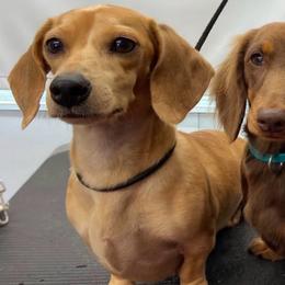 Waffles - Dachshund