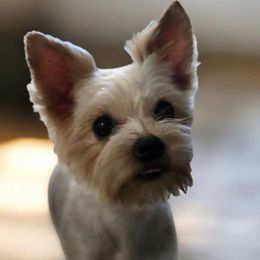 Bonnie - Yorkshire Terrier