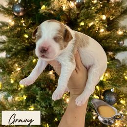 Gravy - Parti male Goldendoodle puppy in Aubrey, Texas from The Parrish Doods