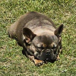 French Bulldogs from Iglesias k9