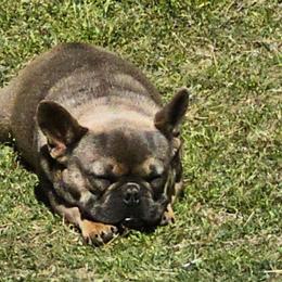 French Bulldogs from Iglesias k9