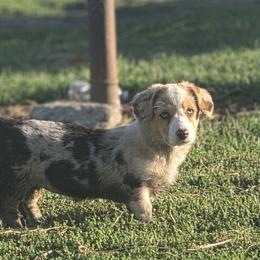 Female 1 - Red merle and white female American Corgi puppy in Portland, North Dakota from Sliding stop corgis