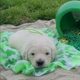 Mr. Green - Light golden male Golden Retriever puppy in Campton, Kentucky from ElkRidge Goldens