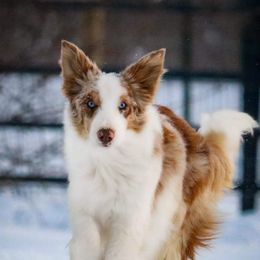 Maple - Border Collie