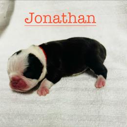 Jonathan - Seal and white male Boston Terrier puppy in Georgia from A-K Boston Terriers