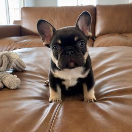 Moose - Tricolors male French Bulldog puppy in Shasta Lake, California from Mt Shasta Frenchies