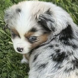 Miniature Australian Shepherd Puppies from Diamond R Aussies