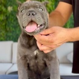 Tigre - Gray male Cane Corso puppy in Las Vegas, Nevada from LV3M Cane Corso