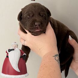 Santa - Chocolate male Labrador Retriever puppy in Water Valley, Mississippi from Three Lakes Labs & WHDs