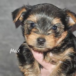 Max - Black and tan male Yorkshire Terrier puppy in West Plains, Missouri from Brinkley Yorkies
