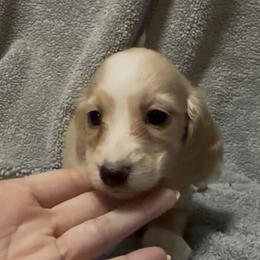 Girl 1 DO NOT FILL OUT APP UNLESS SERIOUS - Cream female Dachshund puppy in Wisconsin from Sabe and Shabe’s Doxies