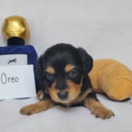 Companion Cross and Dachshund Puppies from Sweet Honey Bunn Hounds