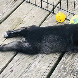 Miniature Schnauzer Puppies from MoonShadows Miniature Schnauzers