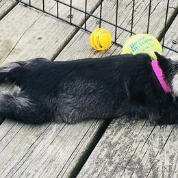 Miniature Schnauzer Puppies from MoonShadows Miniature Schnauzers