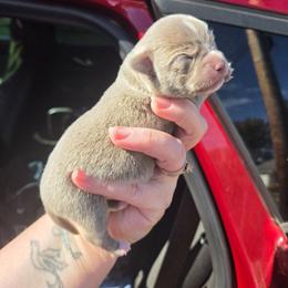 Myers - Chocolate blue male Chihuahua puppy in Ashtabula, Ohio from Paw's & Awe's Chihuahuas