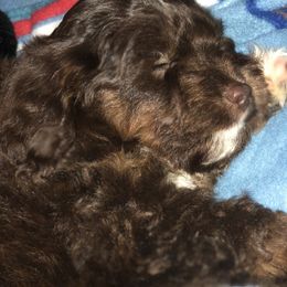 Aussiedoodle Puppies from 5 Cent Doodle Dogs