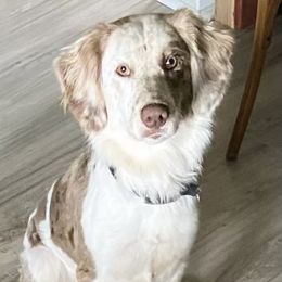 Winnie - Aussiedoodle